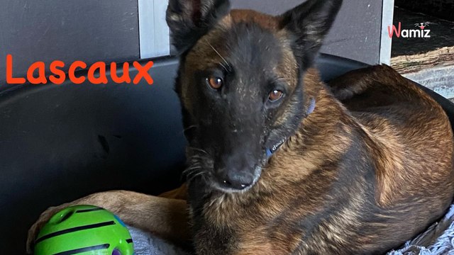 Comme il ne sait pas bien se présenter dans son box, ce beau chien pourtant calme est au refuge depuis plus de 5 ans