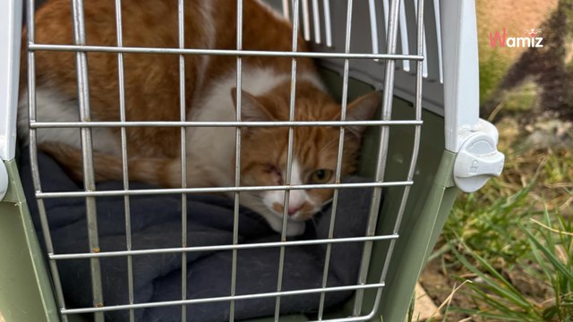 Le refuge retrouve le propriétaire d'un chat abandonné devant le refuge : il pose une question déconcertante