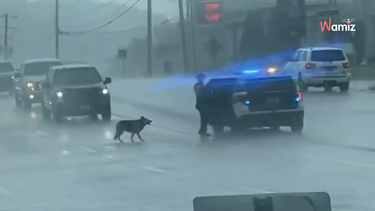 Une chienne marche dangereusement sur une autoroute : un policier se presse pour lui venir en aide