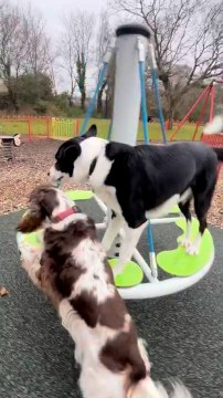 Dogs Enjoy Ride on Merry-Go-Round at Park