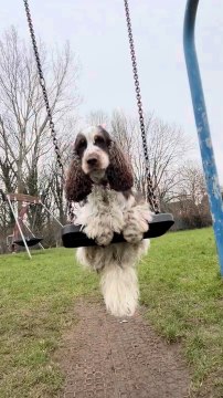 Dog Enjoys Ride on Swing