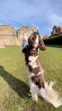 Dog Hops on Hind Legs and Spins at Owner's Request