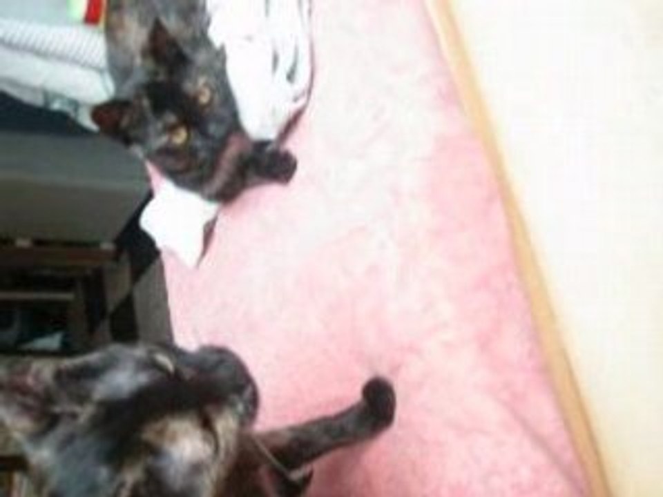 Minty et Sierra vidéo foireuse