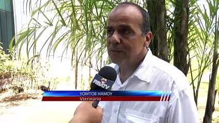 b'Nascem filhotes de cisnes negros no Hangar'