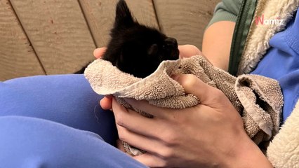 Le camion s'apprête à reculer : il se met à hurler en repérant le carton coincé sous sa roue