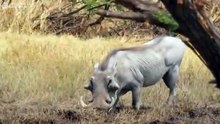 _SHE_S GONNA EAT ME__ Hungry lion chases warthog _ Natural World - BBC(360P)