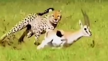 The tiger attacked the deer but the attempt failed _ _animals _tiger _deer _wildlife(720P_HD)