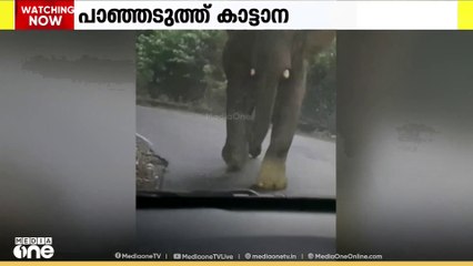 കുറ്റ്യാടി ചുരത്തിൽ കാറിന് നേരെ കാട്ടാന പാഞ്ഞടുത്തു