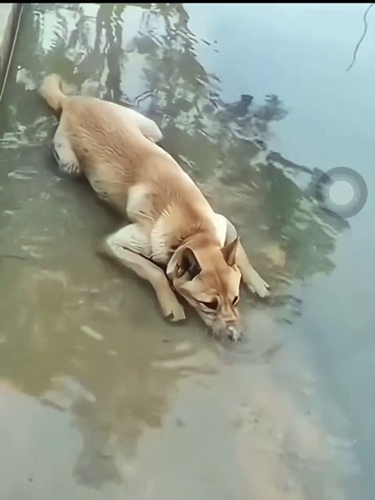 I can't stop laughing! These dogs are just too funny!