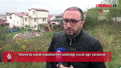 Yalova'da dehşet! 5 yaşındaki çocuğu köpeklerin ağzından zor aldılar