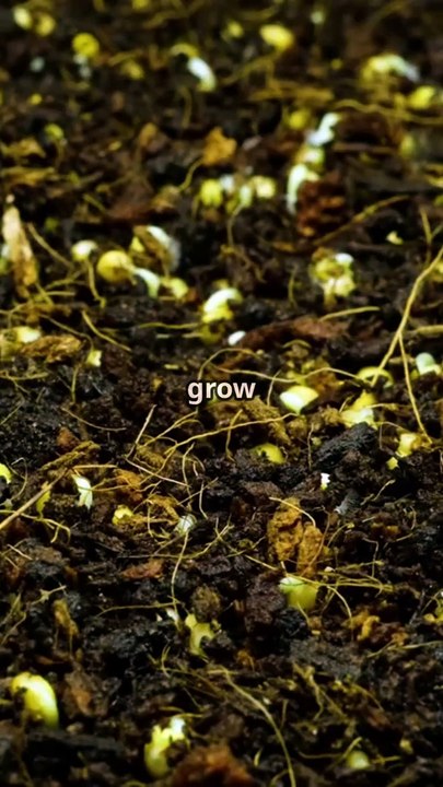 Coconut Soil: The Secret to Superfast Plant Growth! 🥥🌿