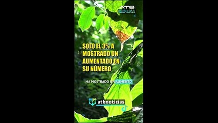 ATB EXPLICA - El silencioso adiós de las mariposas