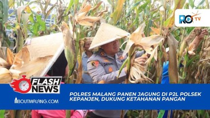 Polres Malang Panen Jagung di P2L Polsek Kepanjen, Dukung Ketahanan Pangan