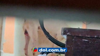 b'Cachorro a9 abandonado em apartamento'