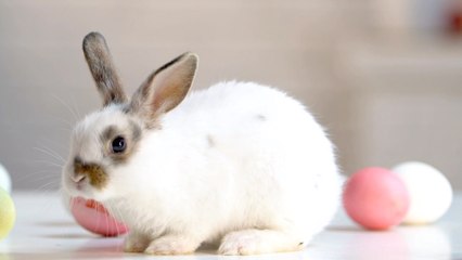 Unlocking the Origins of the Easter Bunny and How It Came to America