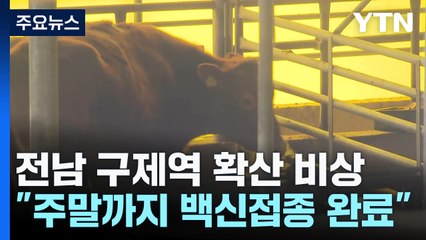 전남 구제역 확산 비상..."주말까지 백신 접종 완료" / YTN