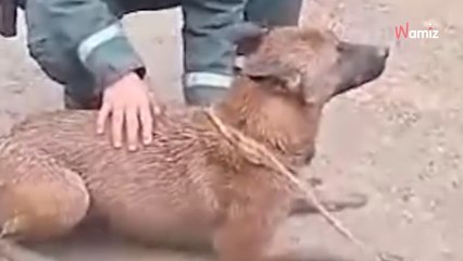 Agotados y malheridos: rescatan a tres perros atrapados en una acequia por el temporal en Sevilla