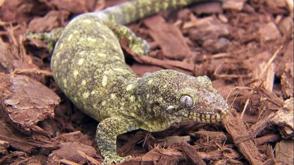 There Are So Many Species of Gecko You’ve Never Heard Of!