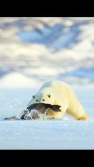 Polar Bear Seal Hunting Skill