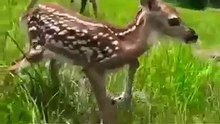 Cute baby deer🦌 sits like these to Survive __ _shorts _Viral _Trending(360P)