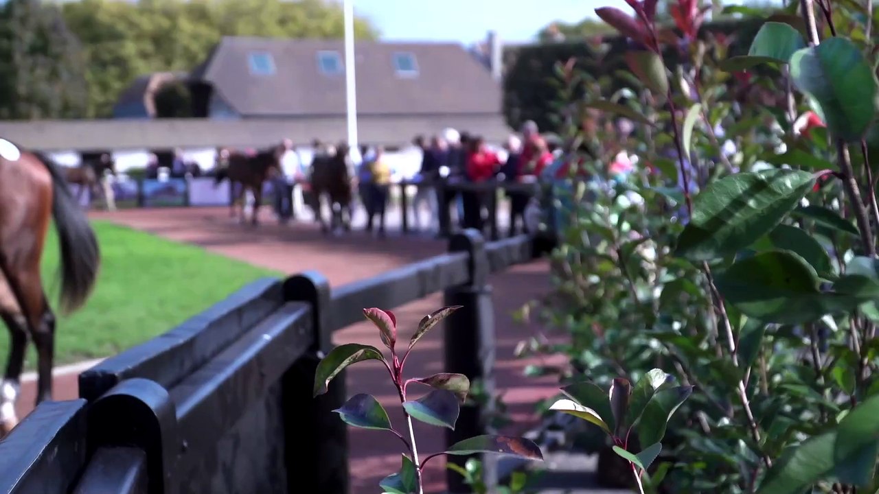 Arqana October Sale Day Two Review