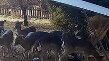 fallow doe steps into a bucket and scares the rest _deer _animals _animalshorts _deervader(360P)