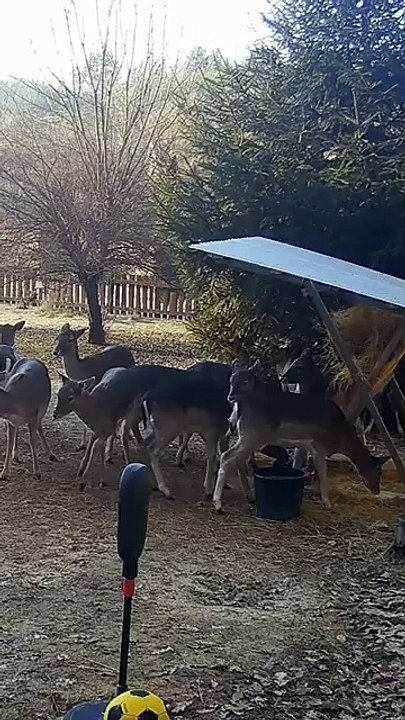 fallow doe steps into a bucket and scares the rest _deer _animals _animalshorts _deervader(360P)