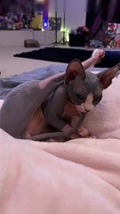 Cats and their hilariously baffling antics!