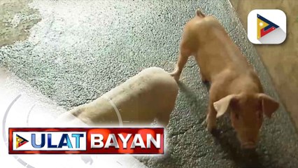 Mga kaso ng ASF sa bansa, bumababa na ayon sa D.A.