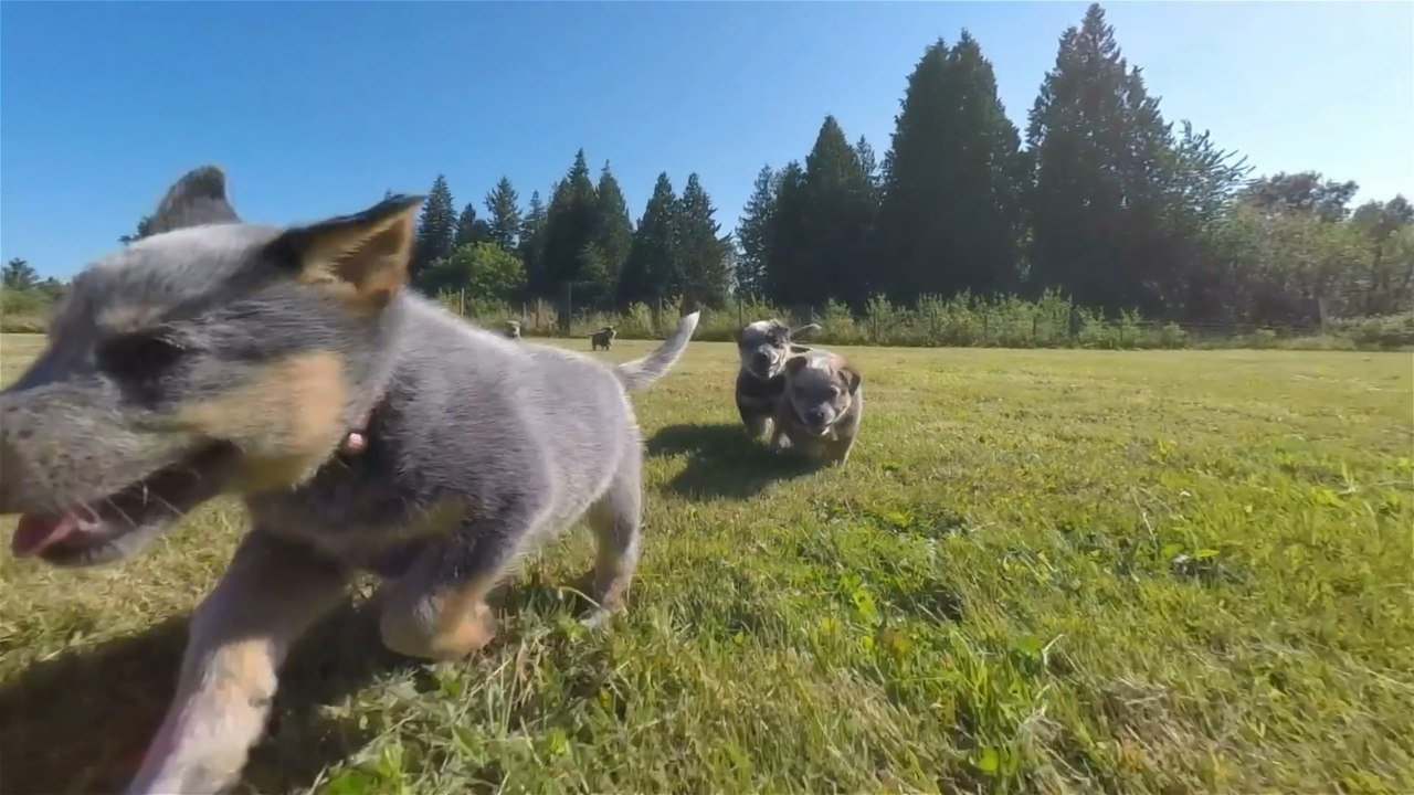 Over 20,000 dogs stolen in the UK within a decade: Which breed is stolen most often?