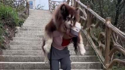 Owner carries her HUGE pooch down mountain after it refuses to walk