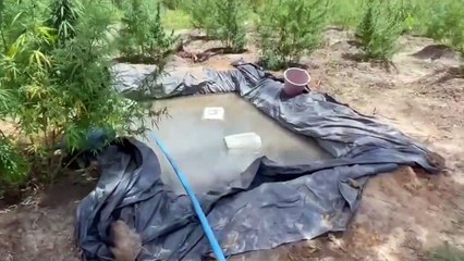 b'Poladcia destrb3i plantaa7o de maconha no nordeste paraense'