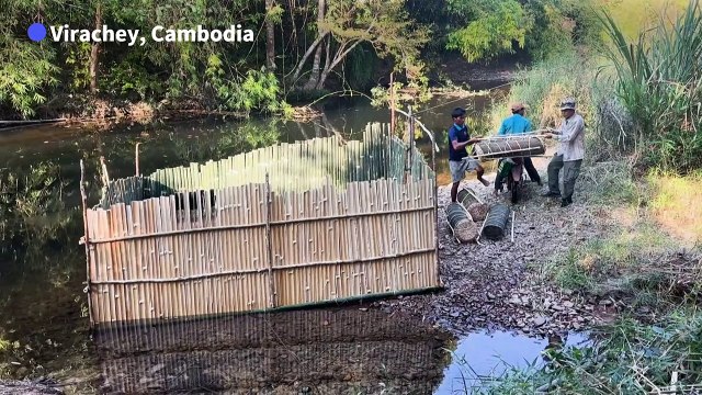 Saving Cambodia's critically endangered Siamese crocodiles