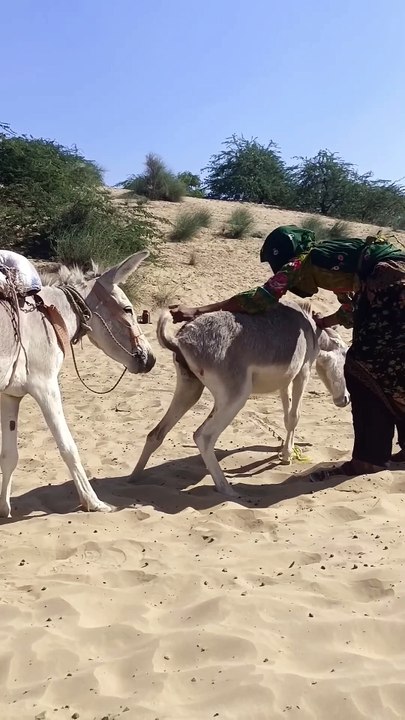 #Donkeys#pets#gadha#funny#short