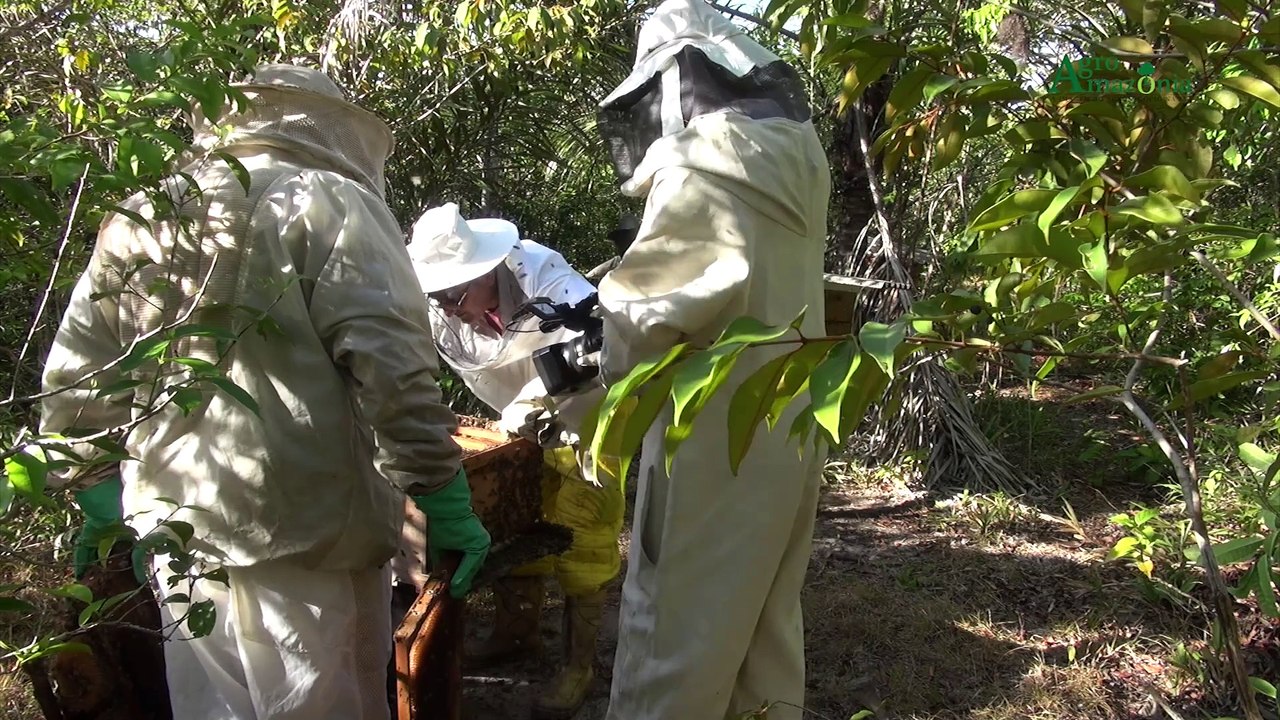 b'PGM Agroamazb4nia  - Cadeia produtiva do Mel no Para1'