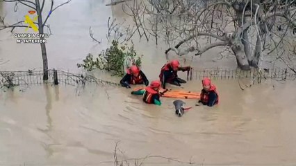 Rescue workers save dogs in flooded areas of southern Spain