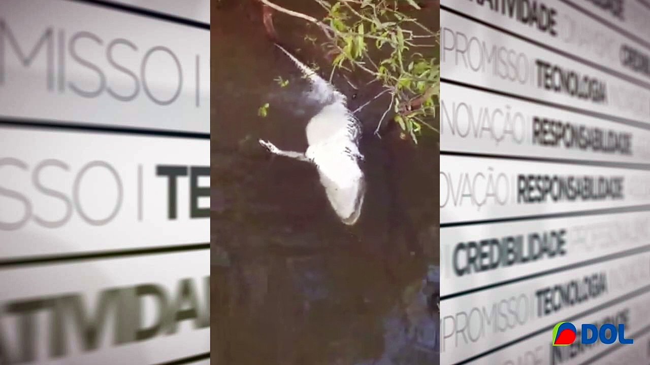 b'jacara9 devorado por piranhas'