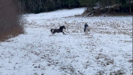 Rider's horseback ride becomes a hilarious mess when a young horse crashes in