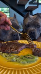 Bife de Ancho com Creme de Kiwi 🐾