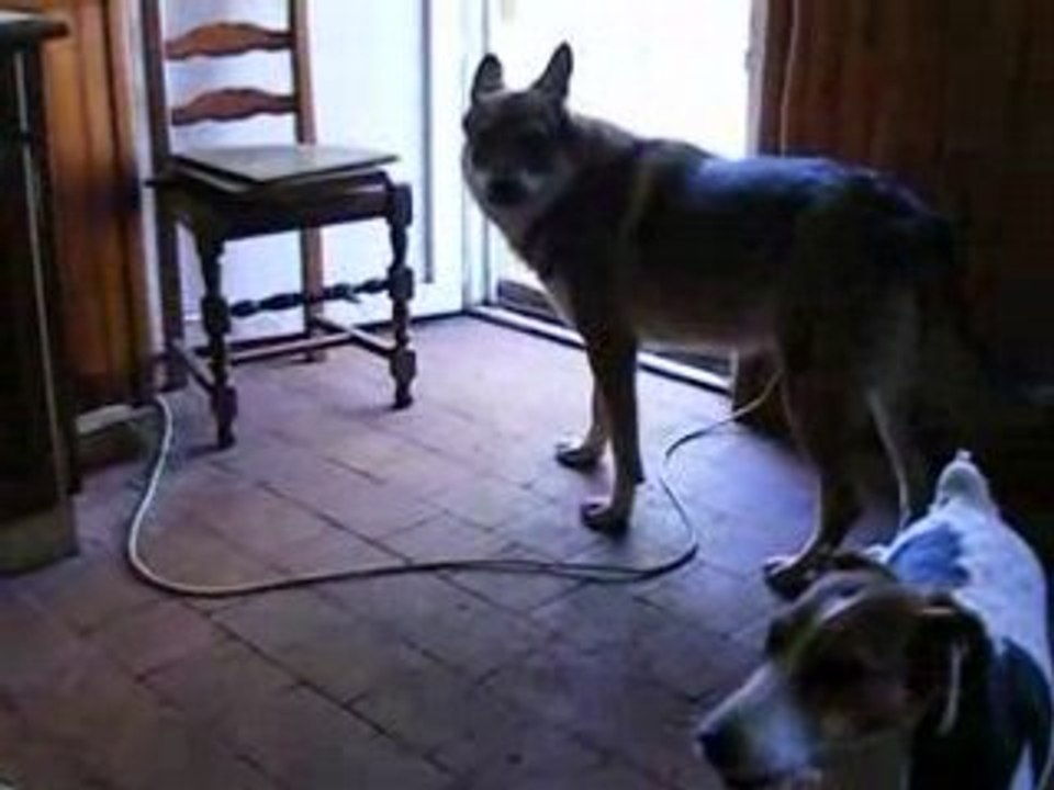 Antarés fait le loup !!!