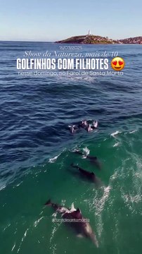 Grupo de golfinhos é flagrado nas águas de praia de Laguna