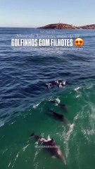 Grupo de golfinhos é flagrado nas águas de praia de Laguna
