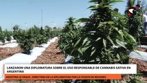 Lanzaron una diplomatura sobre el uso responsable de cannabis sativa en Argentina
