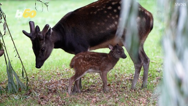 This Spotted Deer That Was Just Born Is Extremely Rare!