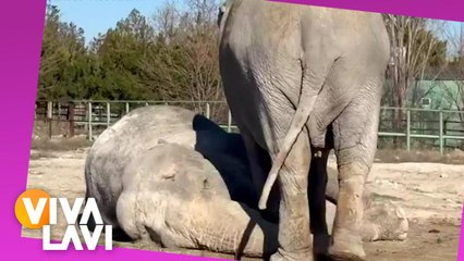 Elefante intenta revivir a su amiga tras 25 años juntas