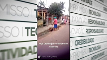 b'Video mostra outro ataque de pitbull em Itaituba'