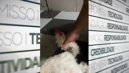 b'Cadela rabo cortado'