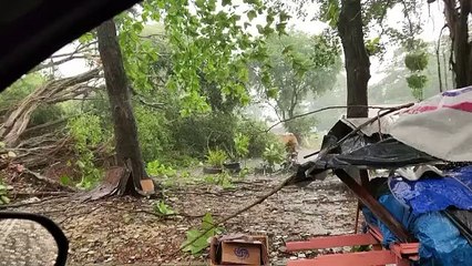 b'Chuva em Bela9m derruba a1rvore no Ma9dice'