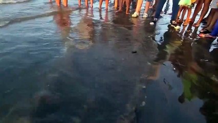 b'Bib3logos fazem soltura de tartarugas em Salvaterra'