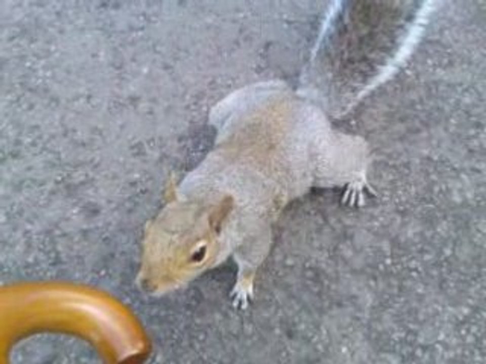 Squirrel
